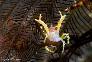 Galathea sp. squat lobster/Photographed with a Canon 60 m... by Laurie Slawson 